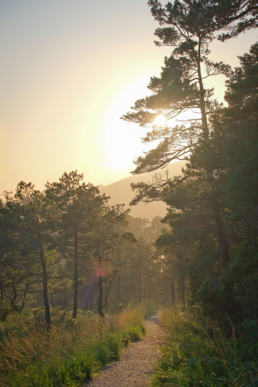 Scenic forest path with trees silhouetted against a sunset, perfect for nature enthusiasts.